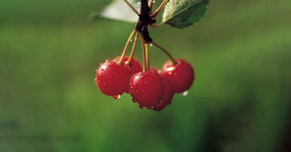 Frische Sauerkirschen gegen Gicht