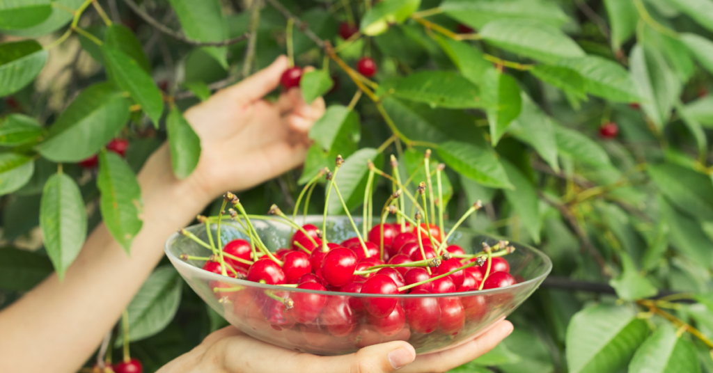 Frische Sauerkirschen werden vom Baum gepflückt – Montmorency-Sauerkirschen werden mit einer möglichen Unterstützung bei erhöhtem Harnsäurespiegel in Verbindung gebracht.